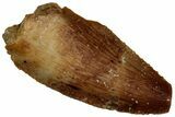 Bargain Raptor Tooth - Real Dinosaur Tooth #300935-1